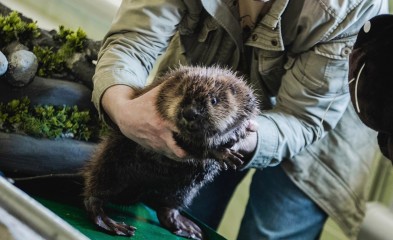 новость Взяли под опеку бобрёнка